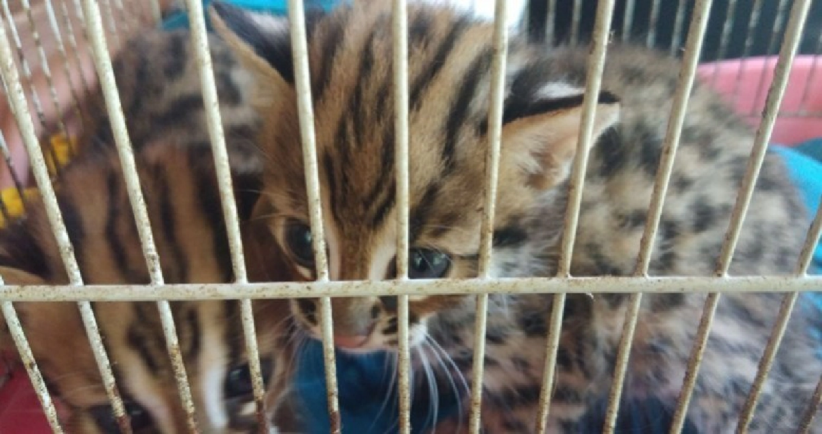 พบแมวดาวหรือแมวป่า2ตัว