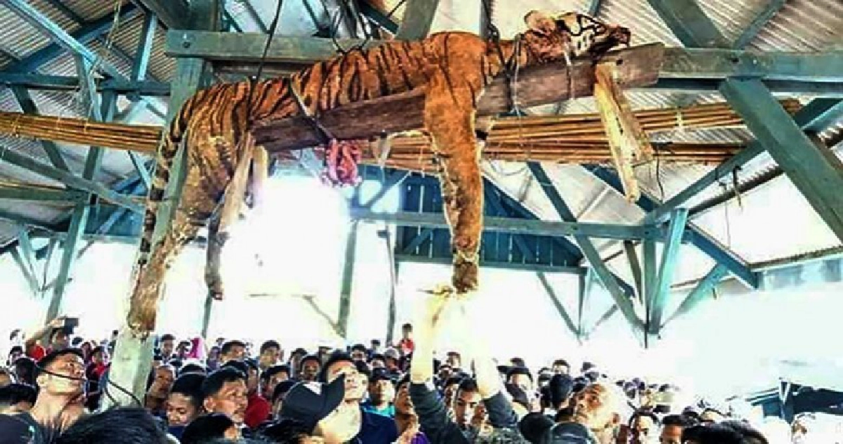 สลด!!ชาวบ้านฆ่าชำแหละเครื่องใน“เสือโคร่งสุมาตรา” สลด!!ชาวบ้านฆ่าชำแหละเครื่องใน“เสือโคร่งสุมาตรา”