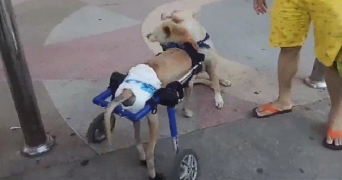 หนุ่มเยอรมันใจบุญเก็บหมาแมวจรจัดพิการป่วยรักษาเลี้ยงดูจนอ้วน หนุ่มเยอรมันใจบุญเก็บหมาแมวจรจัดพิการป่วยรักษาเลี้ยงดูจนอ้วน