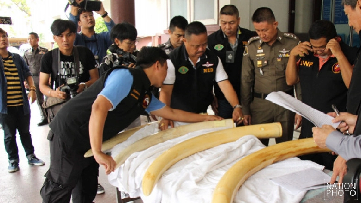 ปทส.มอบงาช้าง ‘เปรมชัย’ ให้กรมอุทยานฯ