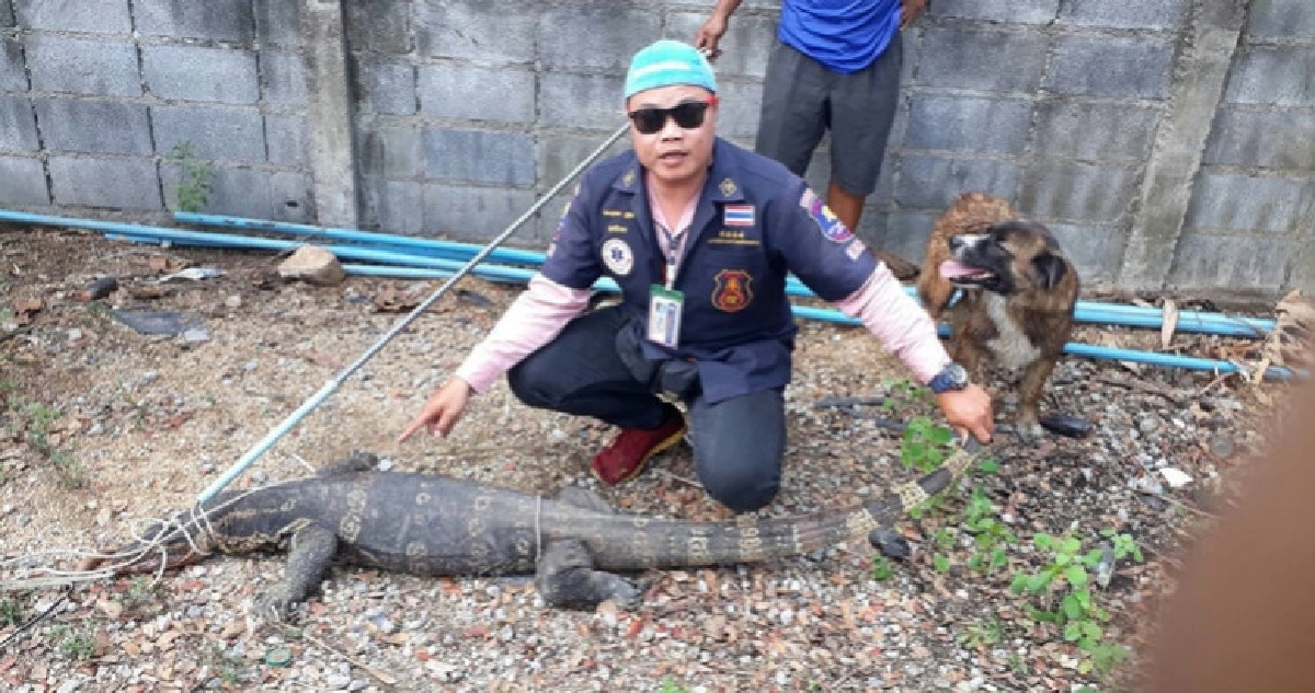 ตัวเงินตัวทองบุกบ้านเจอสุนัขไล่ขย้ำ