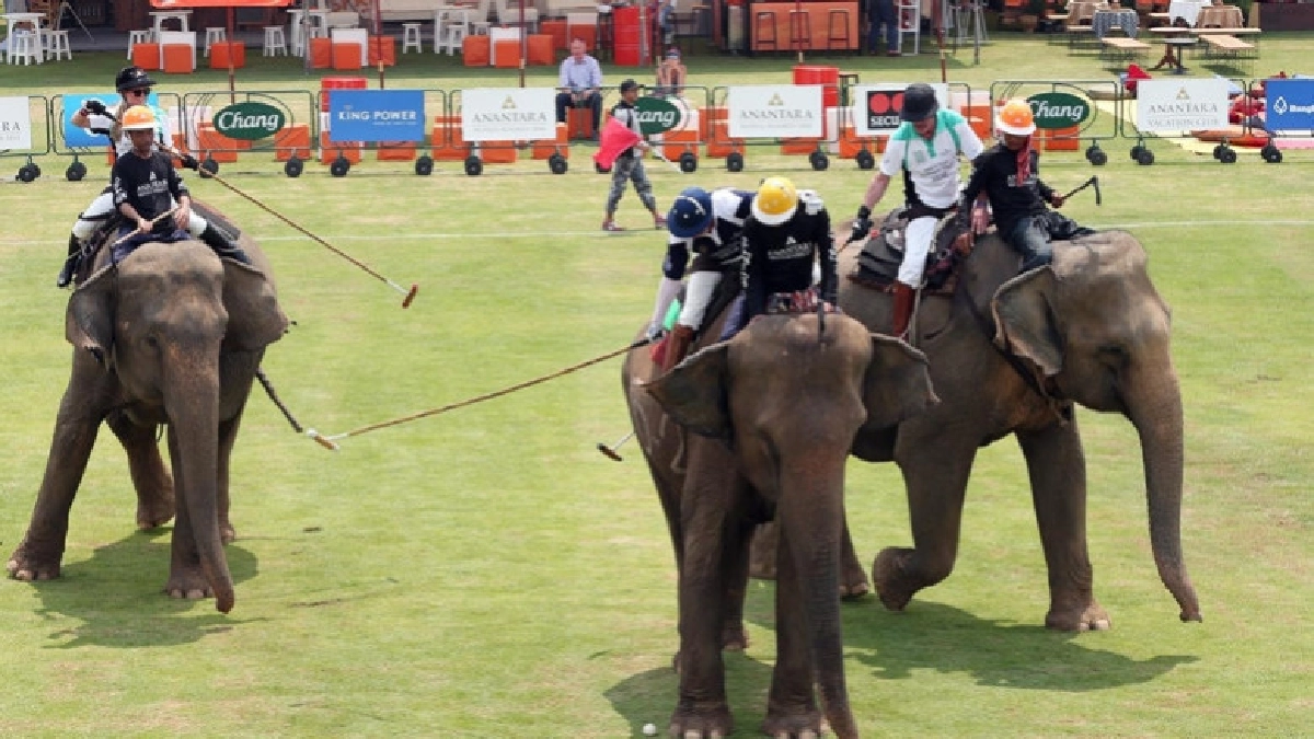  ‘โปโลช้าง’ พัฒนาคุณภาพช้างไทย