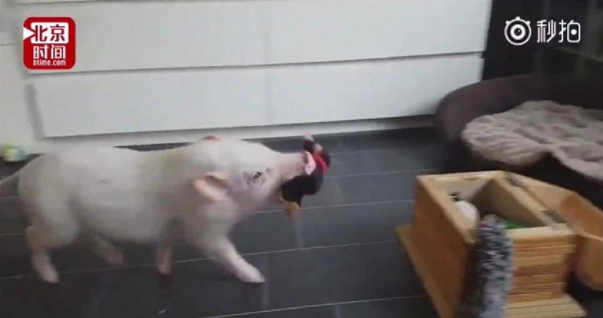 หมูน้อยเจ้าระเบียบ !! เล่นแล้วต้องเก็บนะจ้ะ หมูน้อยเจ้าระเบียบ !! เล่นแล้วต้องเก็บนะจ้ะ