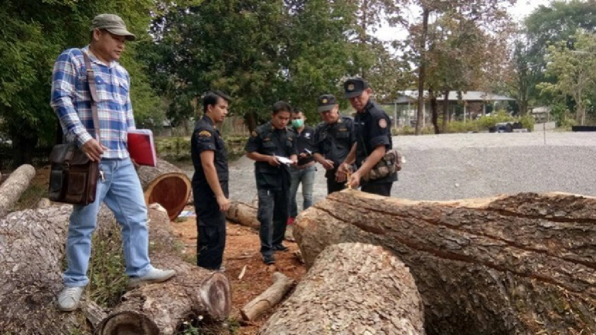 ตรวจยึดไม้เถื่อนในแขวงการทางพะเยา 2 ตรวจยึดไม้เถื่อนในแขวงการทางพะเยา 2