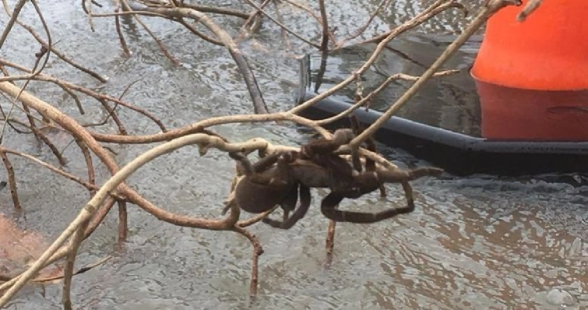 อพยพแมงมุมยักษ์หนีภัยน้ำท่วม