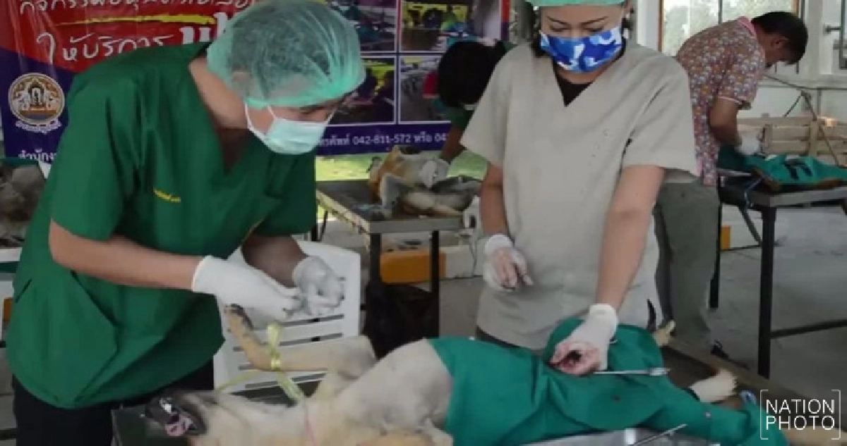 ปศุสัตว์เลยฉีดวัคซีนหมา-แมวป้องพิษสุนัขบ้า