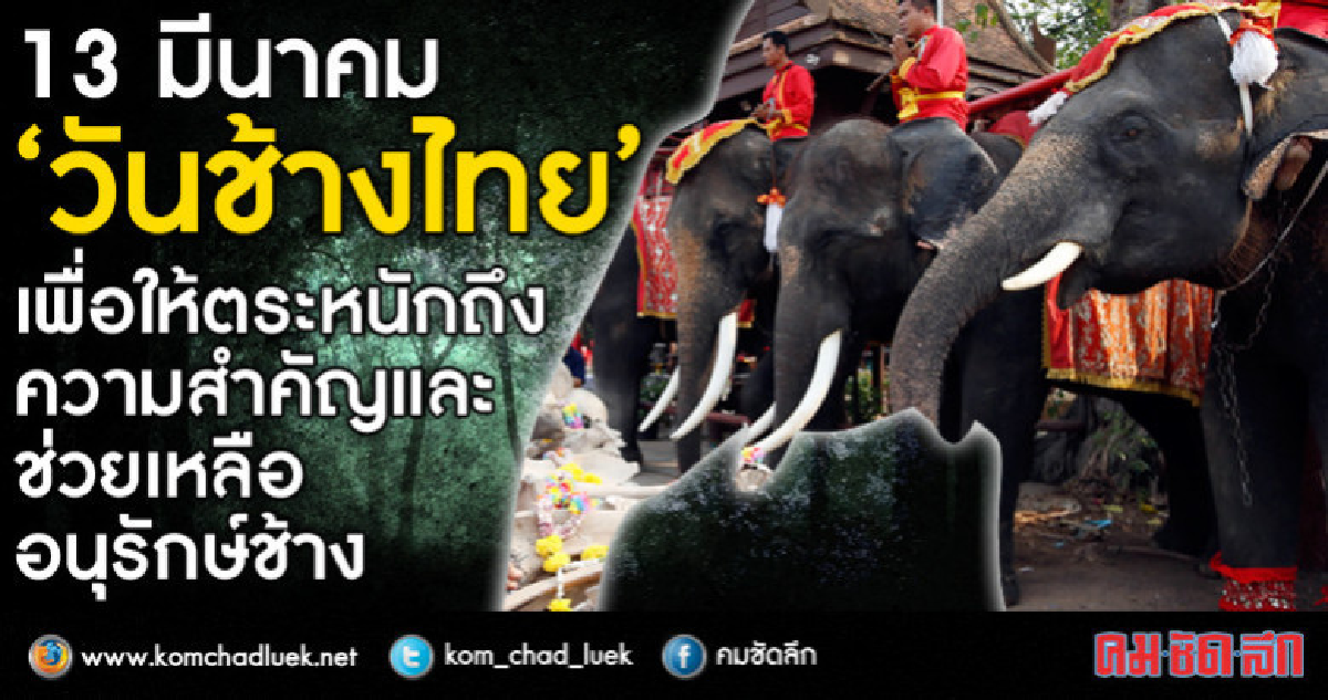 13 มีนาคม "วันช้างไทย" (ภาพชุด) 13 มีนาคม "วันช้างไทย" (ภาพชุด)
