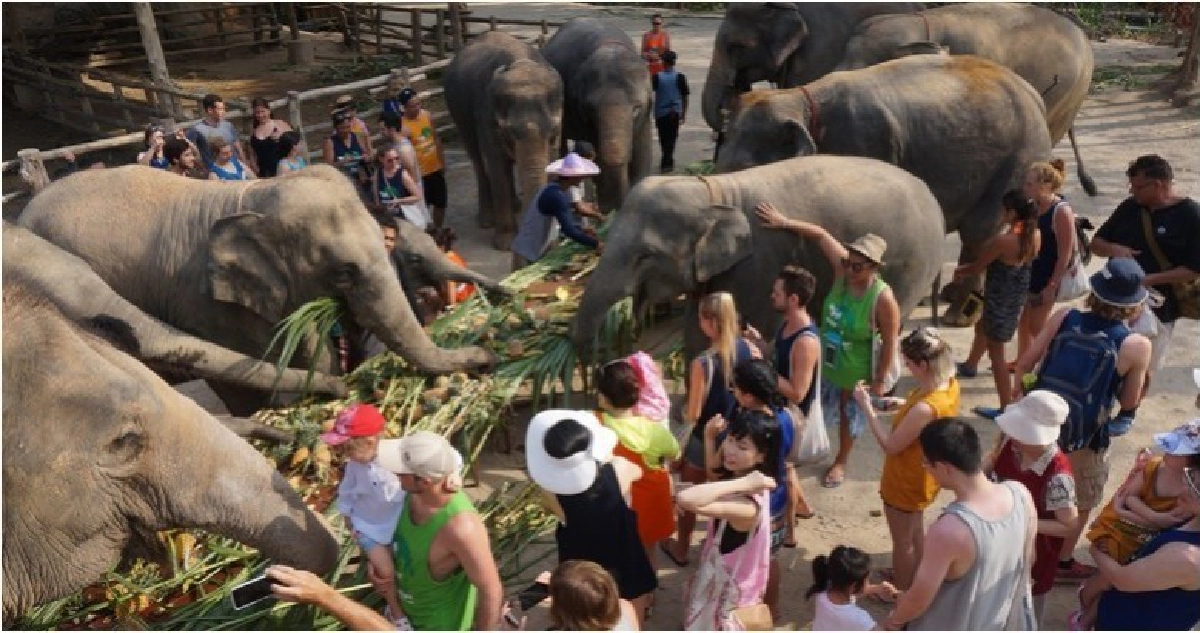 หลายจังหวัดจัดกิจกรรม'วันช้างไทย'