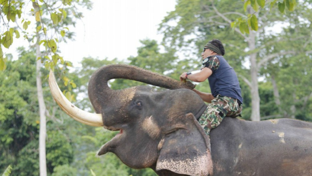 13 มีนา วันช้างไทย "ชีวิตนี้อุทิศเพื่อช้าง" 13 มีนา วันช้างไทย "ชีวิตนี้อุทิศเพื่อช้าง"