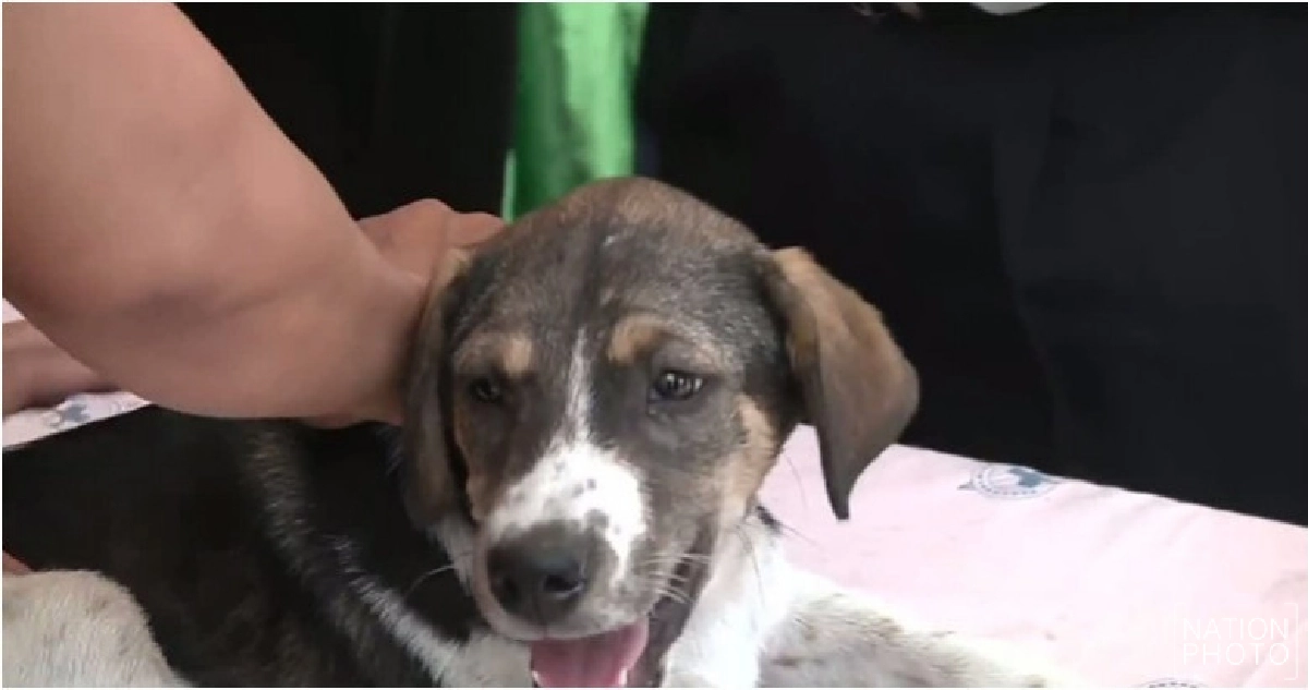 'ขอนแก่น'เตรียมสร้างศูนย์พักพิงสุนัขจรจัด 'ขอนแก่น'เตรียมสร้างศูนย์พักพิงสุนัขจรจัด