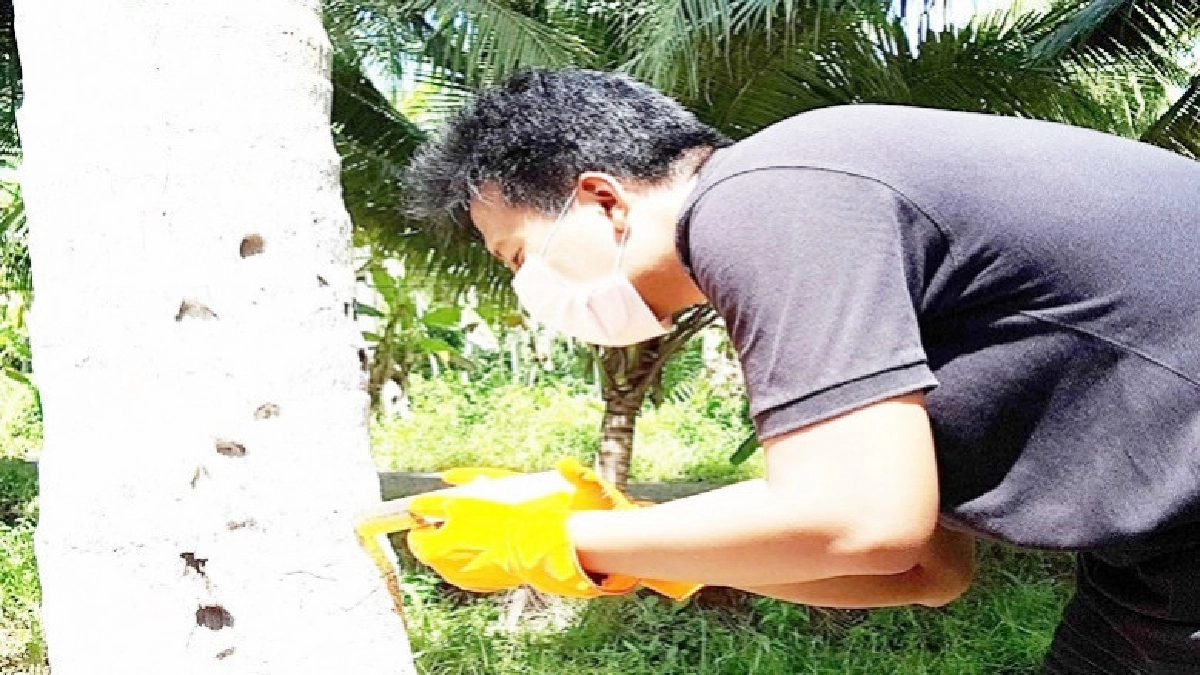 "เกษตร"รุกปราบหนอนหัวดำต่อเนื่อง "เกษตร"รุกปราบหนอนหัวดำต่อเนื่อง