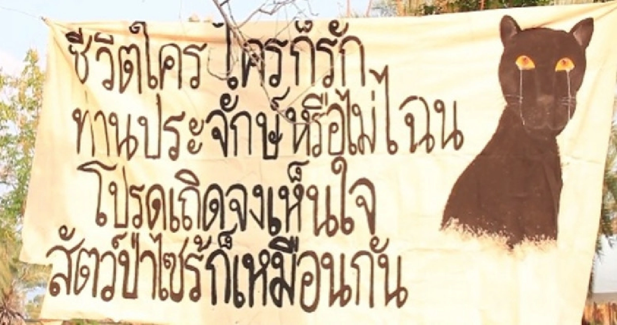 กลุ่มอนุรักษ์แสดงพลังทวงความยุติธรรมให้เสือดำทุ่งใหญ่ กลุ่มอนุรักษ์แสดงพลังทวงความยุติธรรมให้เสือดำทุ่งใหญ่