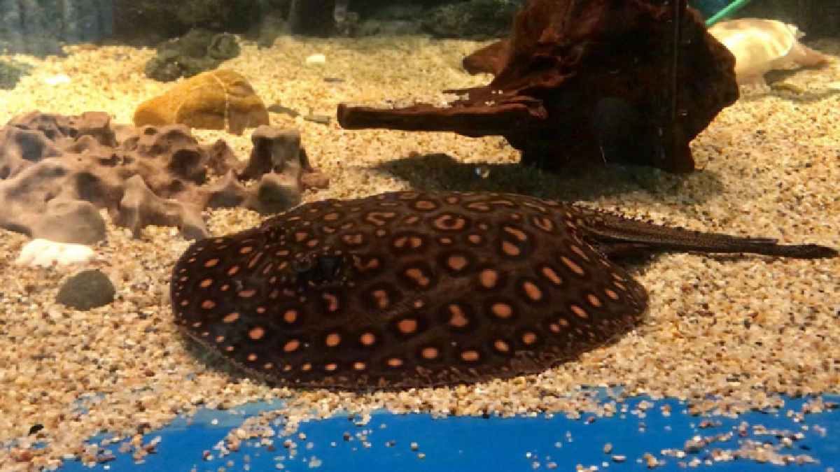 ประมงแจงกระเบนมีพิษจริงแต่ไม่ร้ายแรงอย่างที่คิด