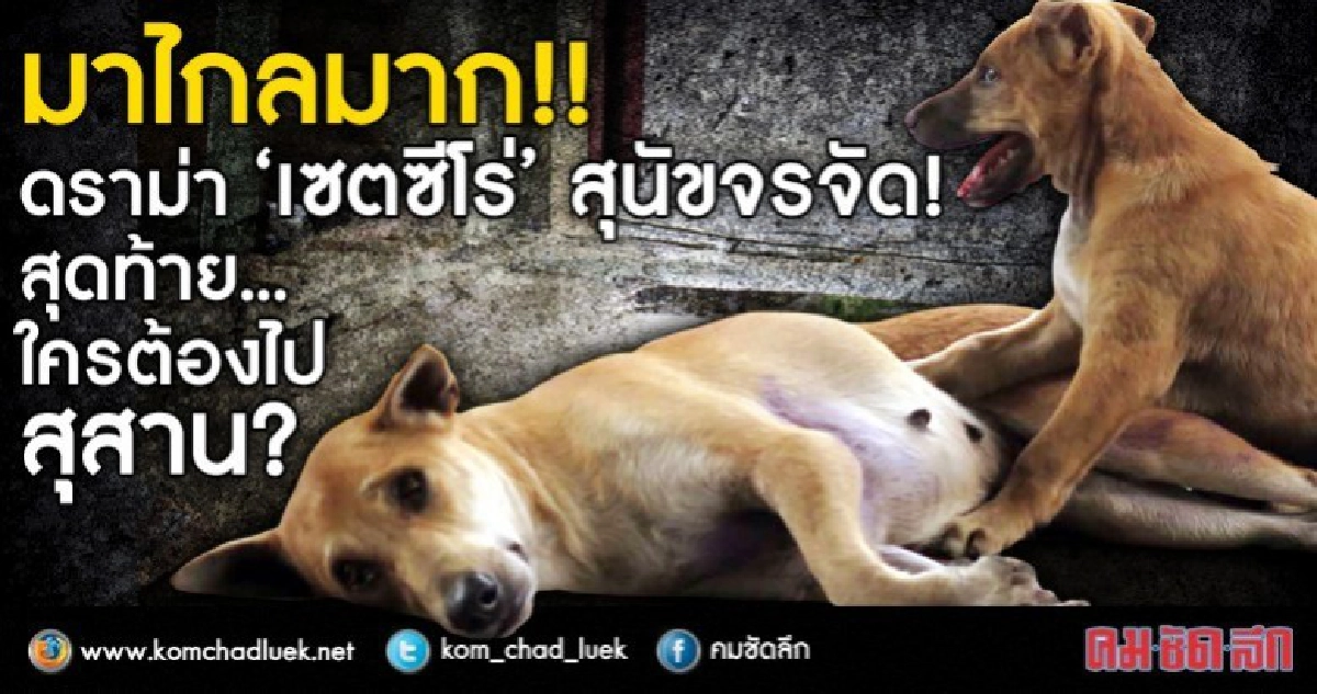 มาไกลมาก!!ดราม่า“เซตซีโร่”สุนัขจรจัด!สุดท้ายใครต้องไปสุสาน? มาไกลมาก!!ดราม่า“เซตซีโร่”สุนัขจรจัด!สุดท้ายใครต้องไปสุสาน?