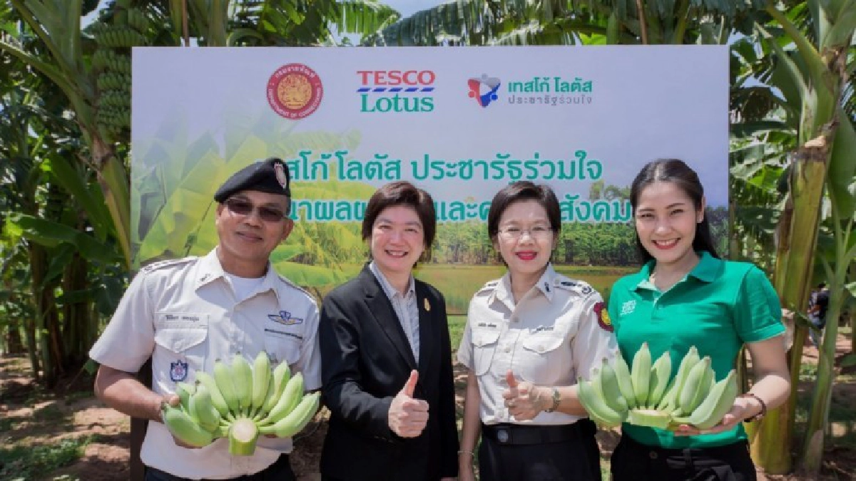 เทสโก้ ผนึกราชทัณฑ์ รับซื้อกล้วยน้ำว้า-กล้วยหอมผู้ต้องขัง เทสโก้ ผนึกราชทัณฑ์ รับซื้อกล้วยน้ำว้า-กล้วยหอมผู้ต้องขัง