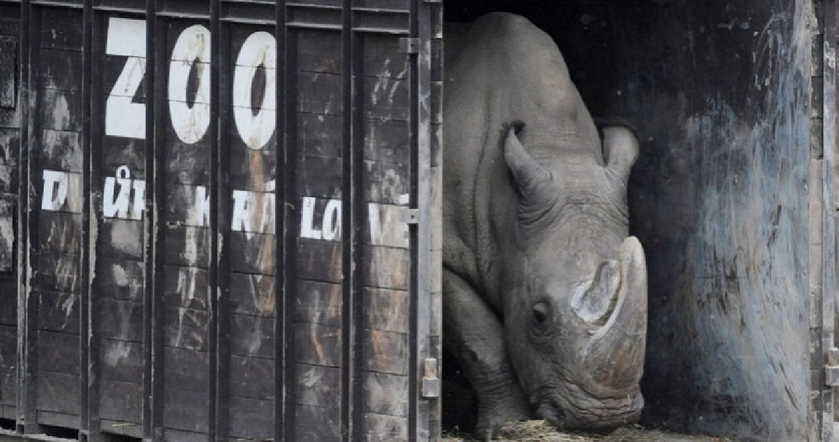 “แรดขาวเหนือ”เพศผู้ตัวสุดท้ายตายแล้ว