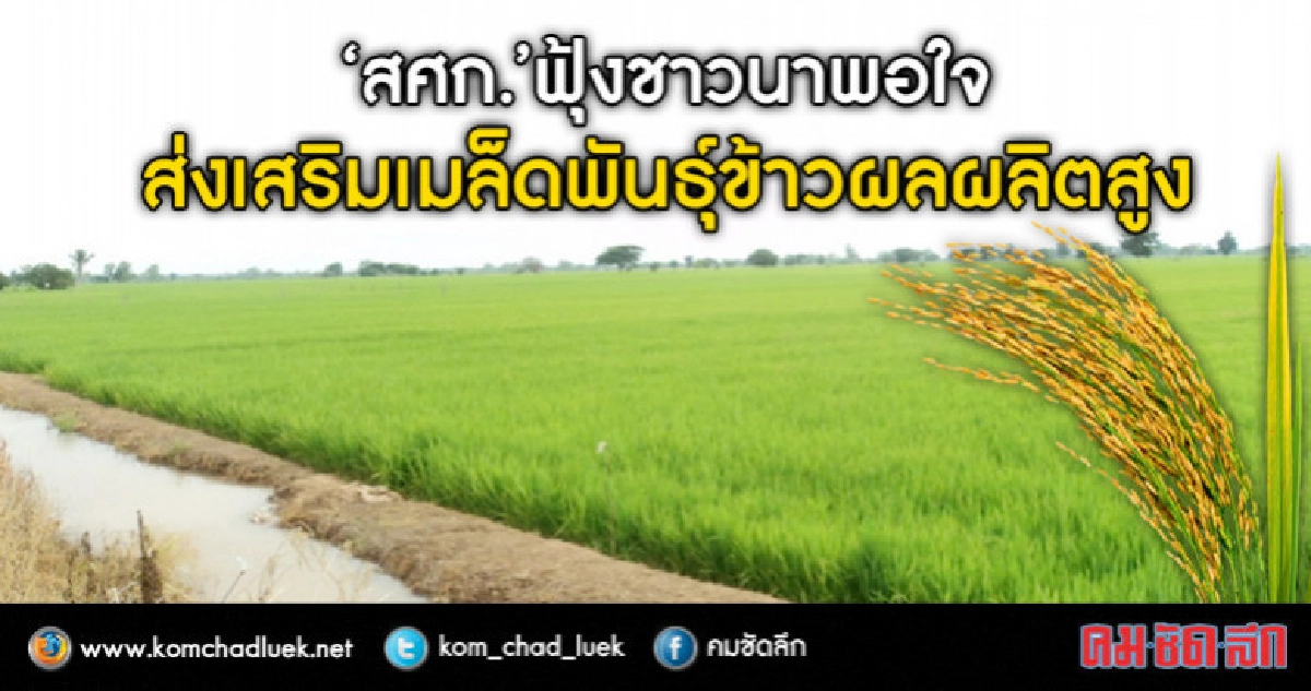 "สศก."ฟุ้งชาวนาพอใจส่งเสริมเมล็ดพันธุ์ข้าวผลผลิตสูง "สศก."ฟุ้งชาวนาพอใจส่งเสริมเมล็ดพันธุ์ข้าวผลผลิตสูง