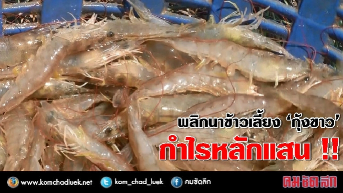 ‘กุ้งขาวแวนนาไม’ 3 เดือนจับขายรายได้นับแสน ‘กุ้งขาวแวนนาไม’ 3 เดือนจับขายรายได้นับแสน