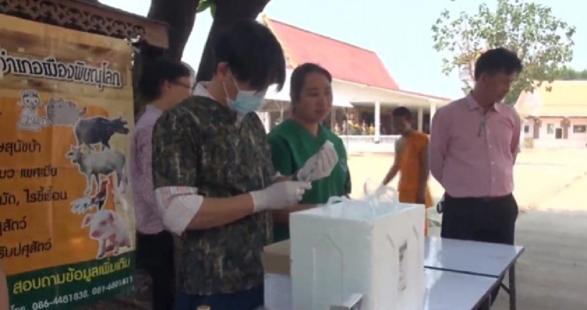 พิษณุโลกตื่นตัว ‘พิษสุนัขบ้า’ ฉีดวัคซีนแล้ว 928 ราย พิษณุโลกตื่นตัว ‘พิษสุนัขบ้า’ ฉีดวัคซีนแล้ว 928 ราย