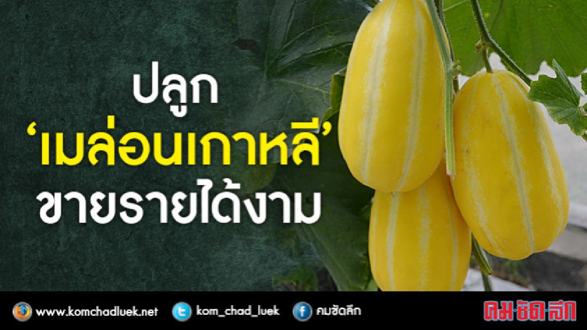 ปลูก“เมล่อนเกาหลี”ขายรายได้งาม