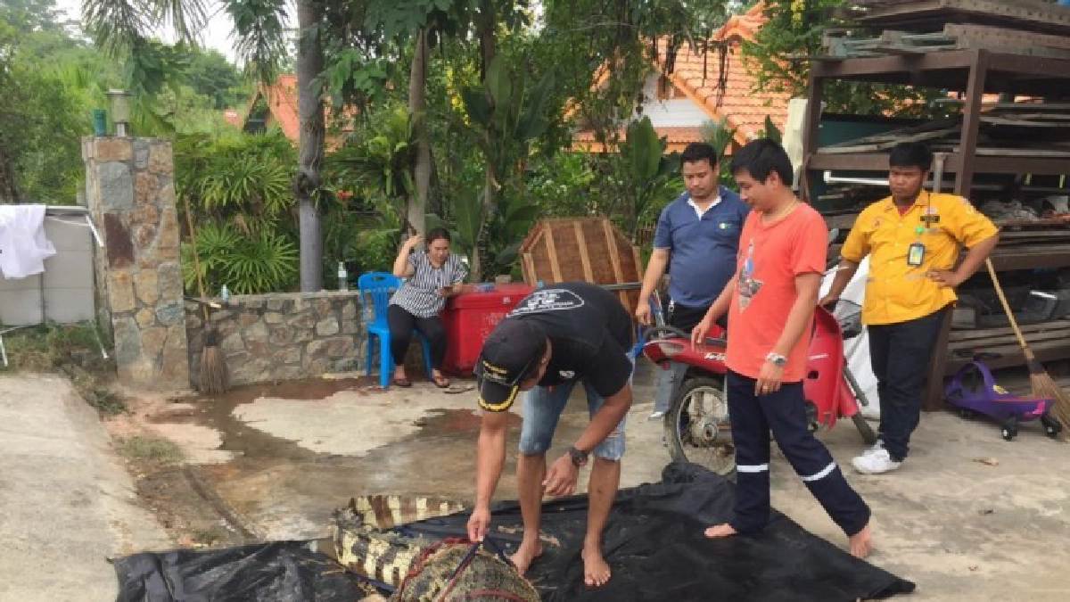 ชาวบ้านผวาไอ้กล้าจระเข้วัดบึงราชาวาส หลุดเข้าบ้านประชาชน ชาวบ้านผวาไอ้กล้าจระเข้วัดบึงราชาวาส หลุดเข้าบ้านประชาชน