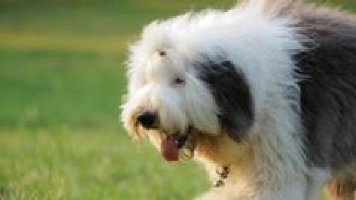  “โอลด์อิงลิชชีปด็อก” พันธุ์ใหญ่ขนยาว