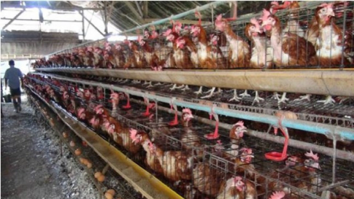 "กฤษฎา"เตรียมเรียกประชุมเอ้กบอร์ดถกคุมนำเข้าพ่อแม่พันธุ์ "กฤษฎา"เตรียมเรียกประชุมเอ้กบอร์ดถกคุมนำเข้าพ่อแม่พันธุ์