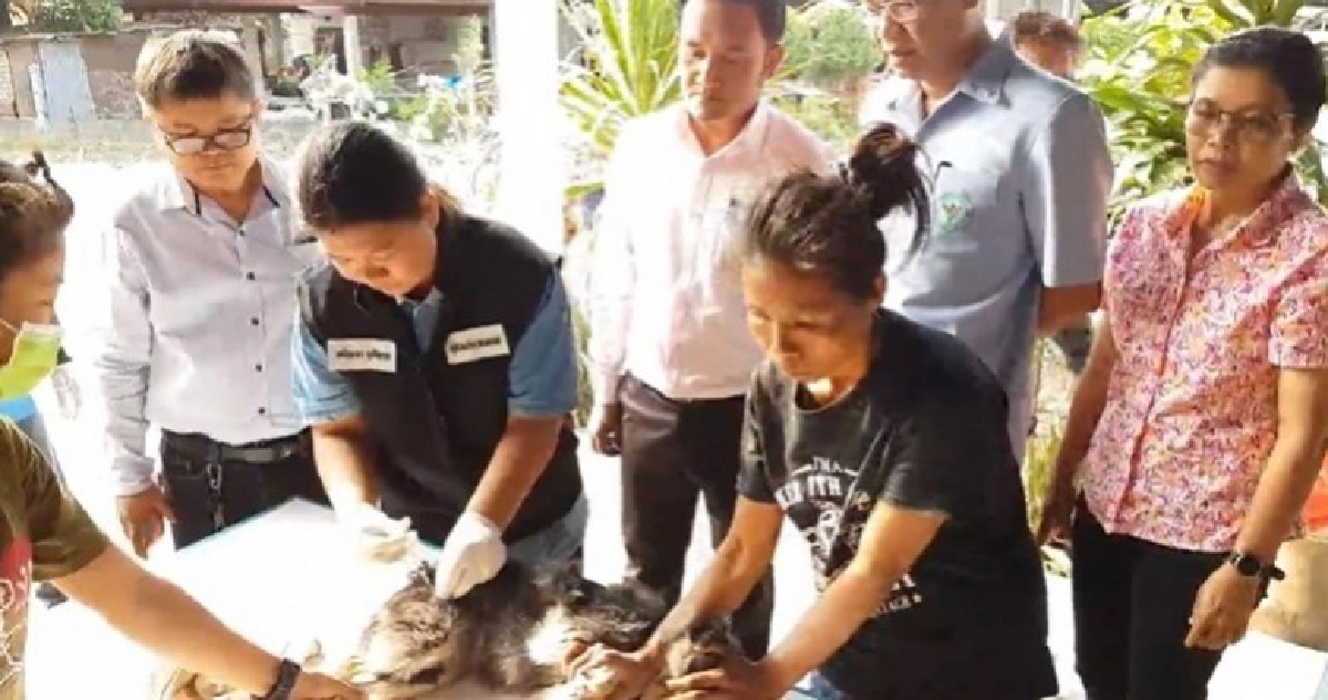 นครราชสีมาฉีดวัคซีนป้องกันพิษสุนัขบ้าแล้ว 80% นครราชสีมาฉีดวัคซีนป้องกันพิษสุนัขบ้าแล้ว 80%
