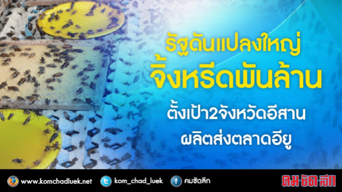 "จิ้งหรีด"พันล้าน รัฐดันแมลงไทยโกอินเตอร์ "จิ้งหรีด"พันล้าน รัฐดันแมลงไทยโกอินเตอร์