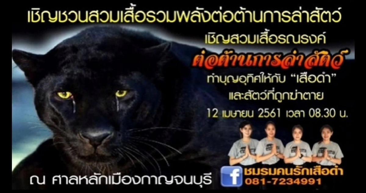 เตรียมจัดงานทำบุญอุทิศให้ 'เสือดำ' เตรียมจัดงานทำบุญอุทิศให้ 'เสือดำ'