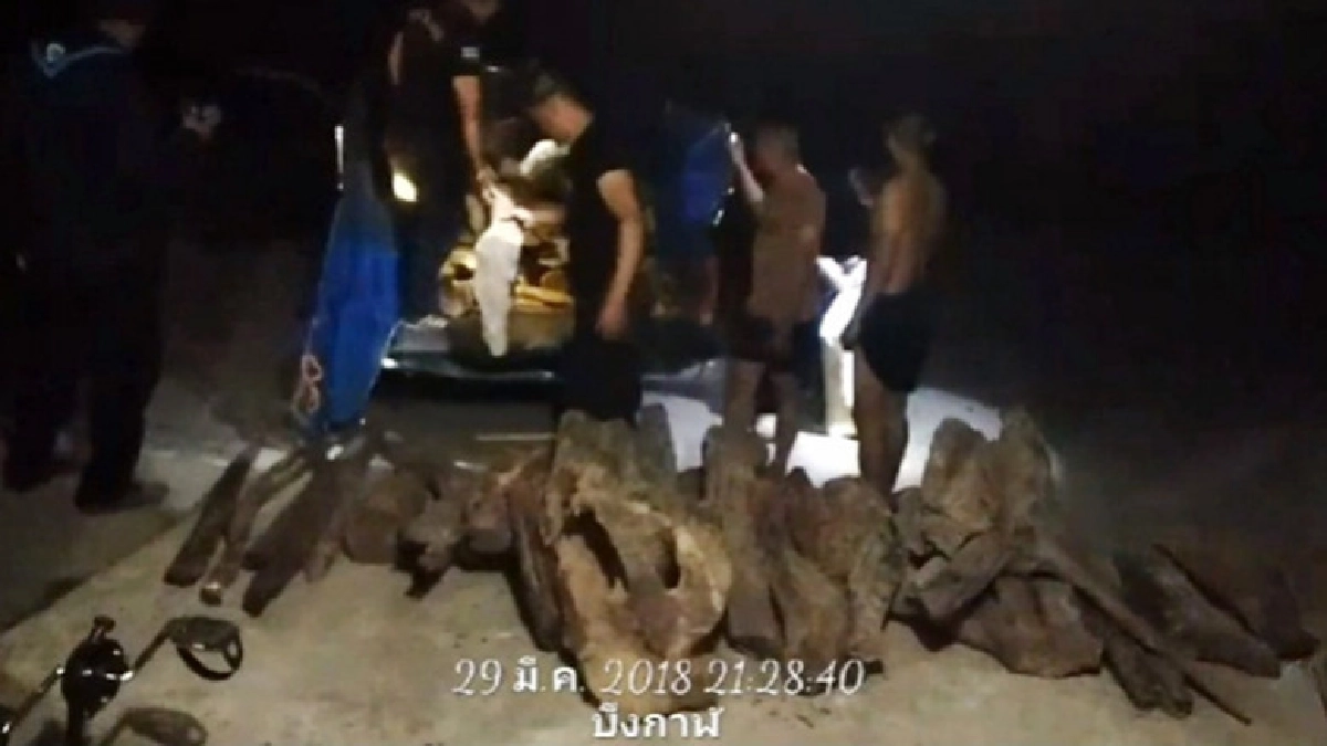 จับ 'ไม้พะยูง' เตรียมส่งข้ามโขง !! จับ 'ไม้พะยูง' เตรียมส่งข้ามโขง !!