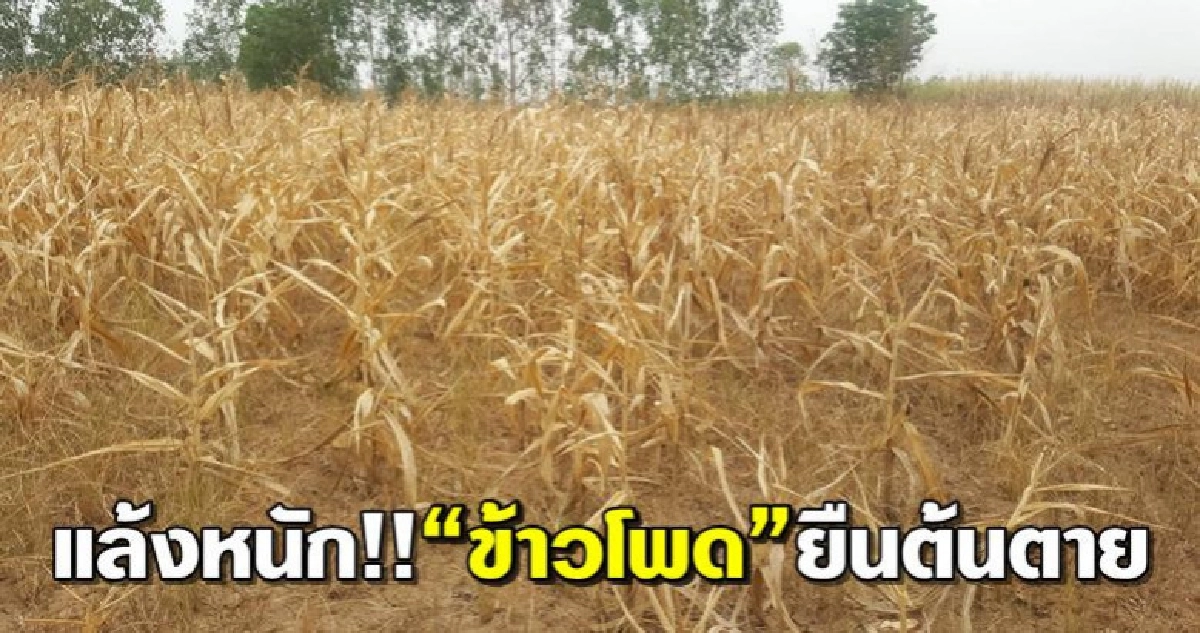 แล้งหนัก!!ข้าวโพดยืนต้นตาย