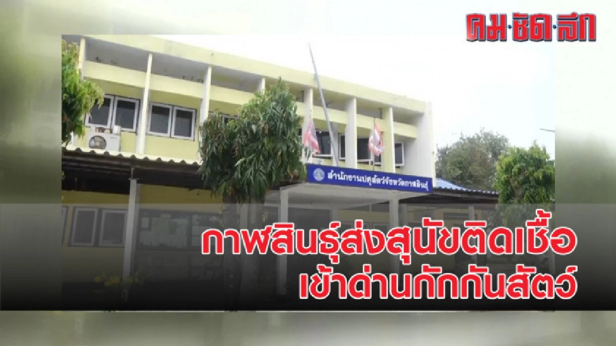 กาฬสินธุ์ส่งสุนัขติดเชื้อพิษสุนัขบ้าเข้าด่านกักกันสัตว์