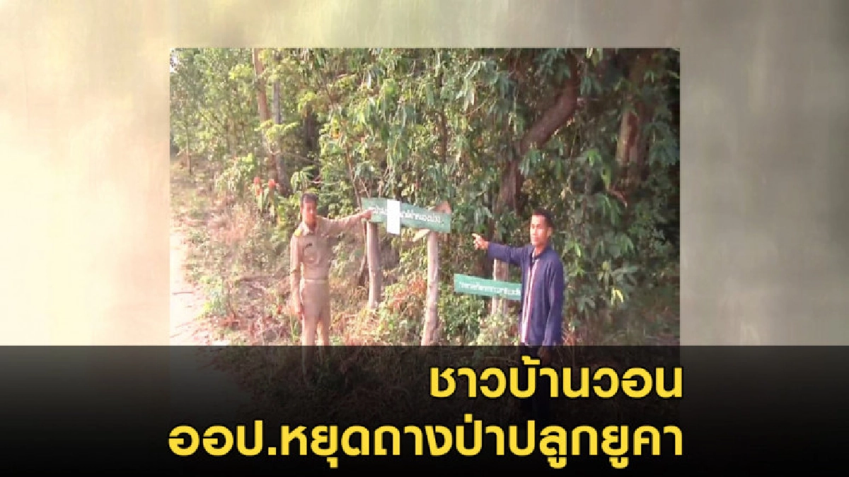 ชาวบ้านวอน ออป.หยุดถางป่าปลูกยูคา ชาวบ้านวอน ออป.หยุดถางป่าปลูกยูคา