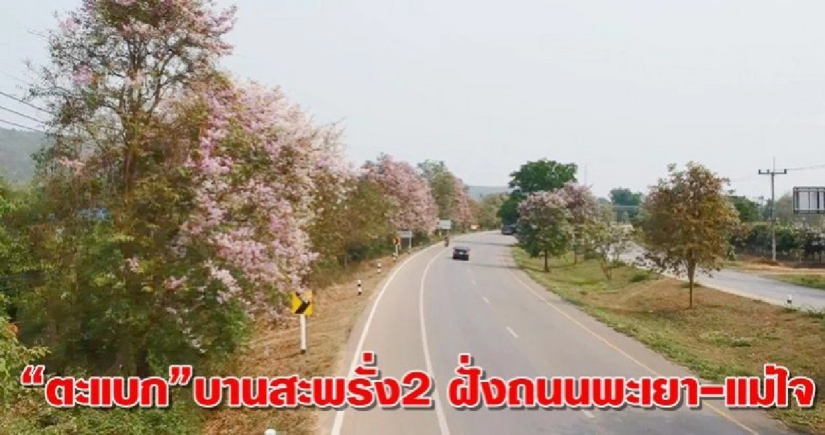 "ตะแบก"บานสะพรั่ง2 ฝั่งถนนพะเยา-แม่ใจ "ตะแบก"บานสะพรั่ง2 ฝั่งถนนพะเยา-แม่ใจ