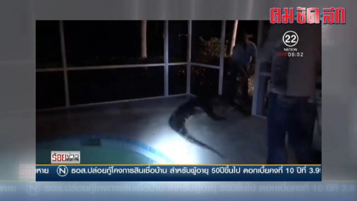 ตะลึง! พบจระเข้ยาวกว่า 3 เมตรในสระว่ายน้ำหลังบ้าน ตะลึง! พบจระเข้ยาวกว่า 3 เมตรในสระว่ายน้ำหลังบ้าน