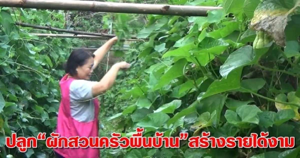 ปลูกผักสวนครัวพื้นบ้านหลากชนิดสร้างรายได้งาม