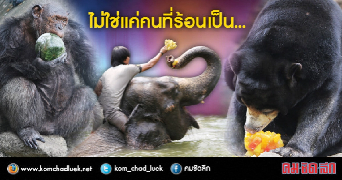 สวนสัตว์ดุสิตจัดมาตรการคลายร้อนให้กับสัตว์ (ภาพชุด)