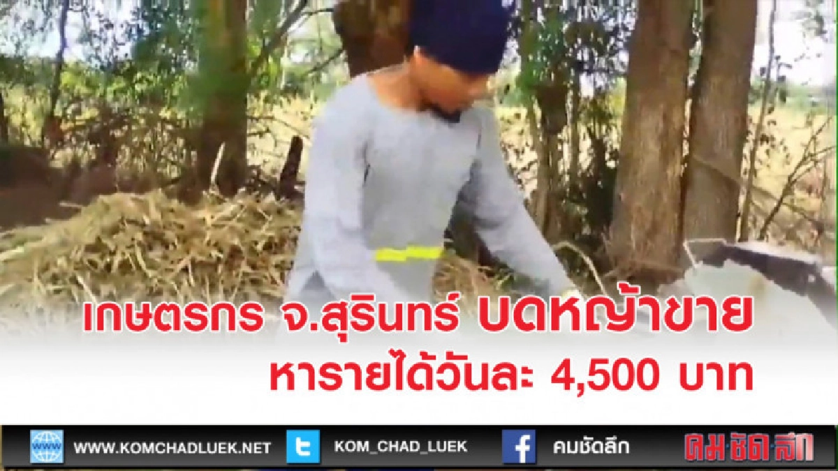 หนักเอาเบาสู้...เกษตรกร จ.สุรินทร์ บดหญ้าขาย สร้างรายได้