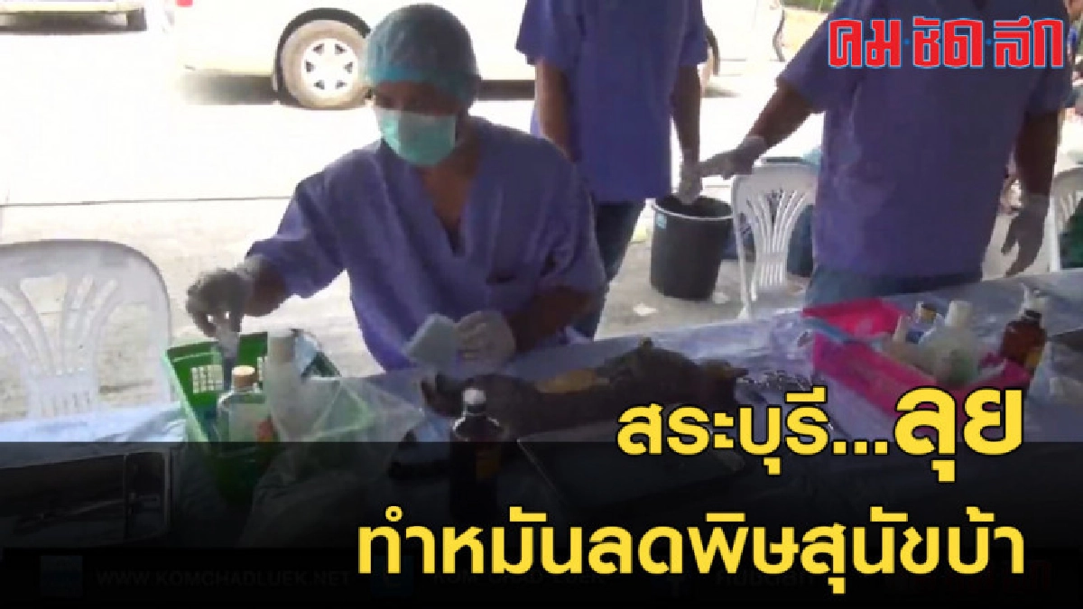 ปศุสัตว์สระบุรี ทำหมันหมา-แมวเพื่อจำนวนป้องกันโรคพิษสุนัขบ้า ปศุสัตว์สระบุรี ทำหมันหมา-แมวเพื่อจำนวนป้องกันโรคพิษสุนัขบ้า