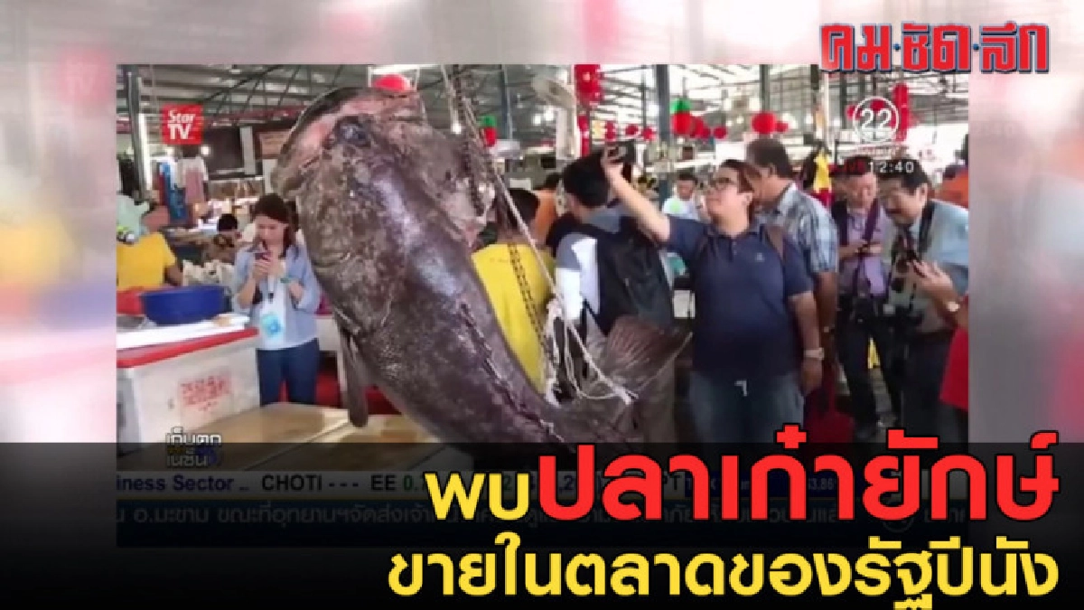พบปลาเก๋ายักษ์ ขายในตลาดของรัฐปีนัง มาเลเชีย พบปลาเก๋ายักษ์ ขายในตลาดของรัฐปีนัง มาเลเชีย