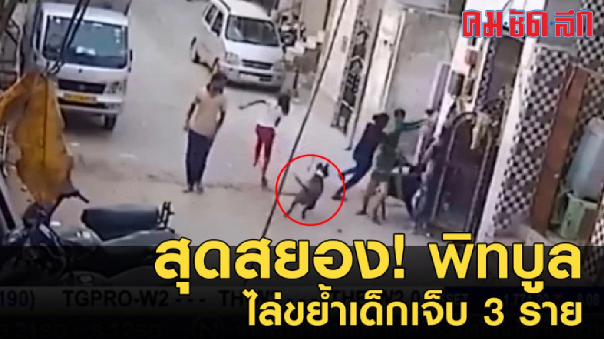สุดสยอง!....พิทบูล ไล่ขย้ำเด็กในอินเดีย เจ็บ 3 ราย