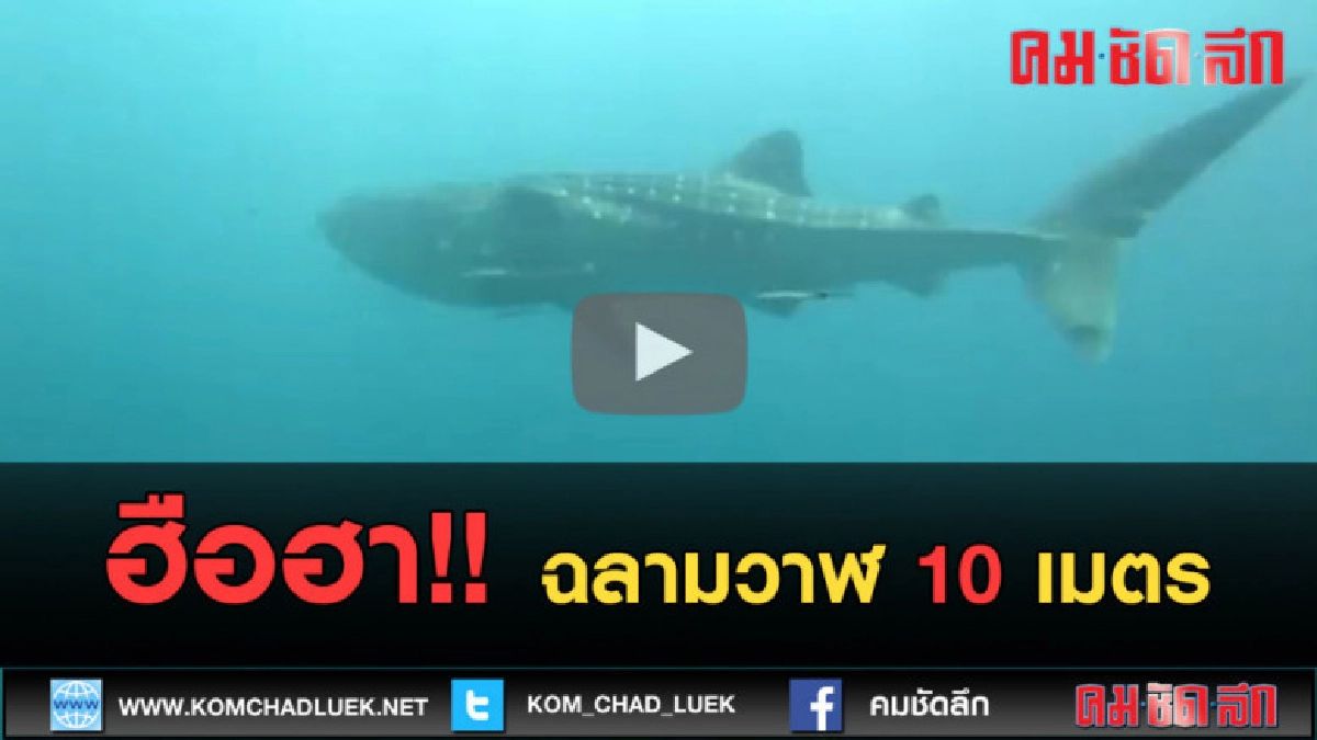(คลิปข่าว) ฮือฮาฉลามวาฬ ยาวเกือบ10 เมตร