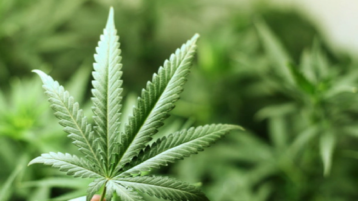 อย. ชี้การนำ "กัญชา" มาใช้รักษาโรค ยังอยู่ระหว่างศึกษาวิจัย