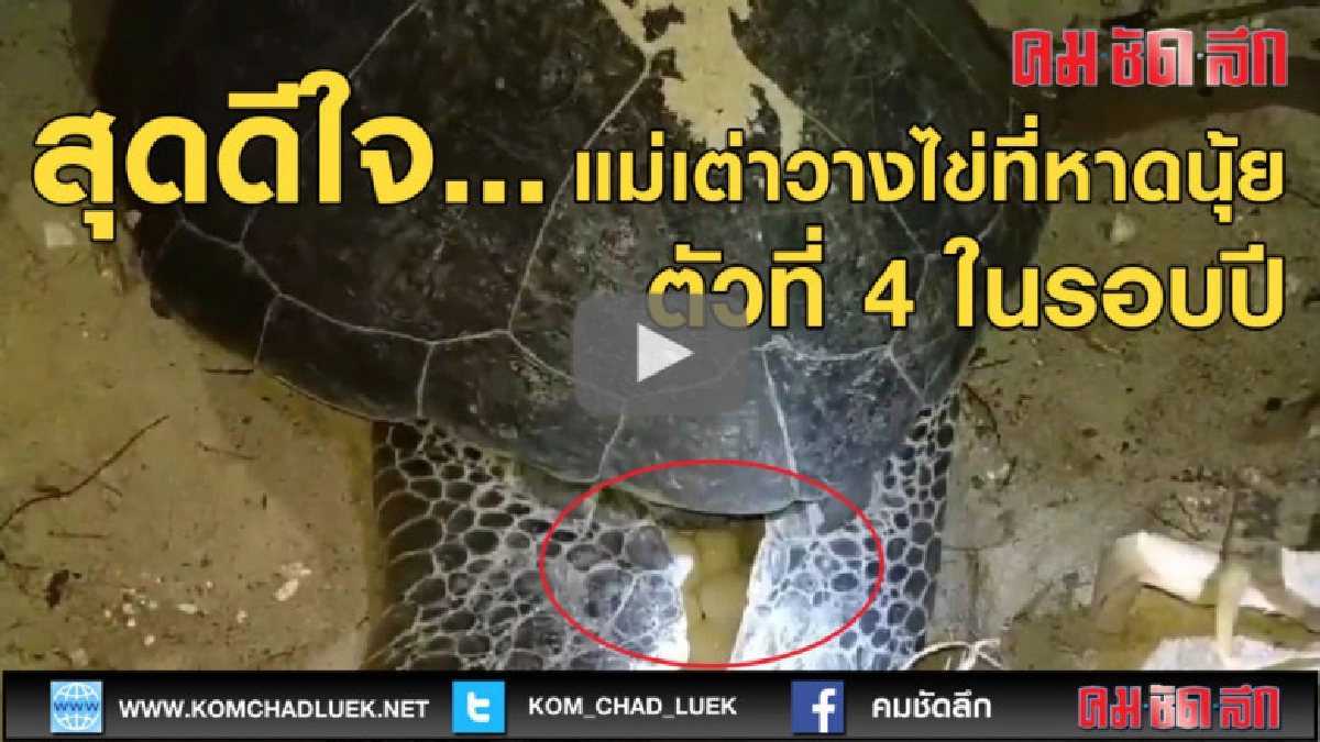 (คลิปข่าว) สุดดีใจ... แม่เต่าตนุวางไข่ที่หาดนุ้ย (คลิปข่าว) สุดดีใจ... แม่เต่าตนุวางไข่ที่หาดนุ้ย