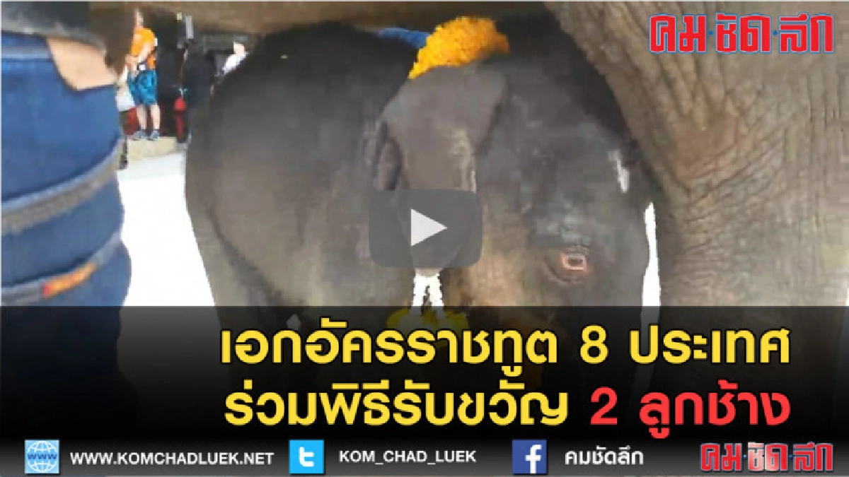 (คลิปข่าว) เอกอัครราชทูต 8 ประเทศ ร่วมพิธีรับขวัญ 2 ลูกช้าง (คลิปข่าว) เอกอัครราชทูต 8 ประเทศ ร่วมพิธีรับขวัญ 2 ลูกช้าง