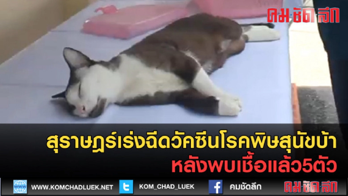 (คลิปข่าว)สุราษฎร์เร่งฉีดวัคซีนโรคพิษสุนัขบ้าพบเชื้อแล้ว5ตัว