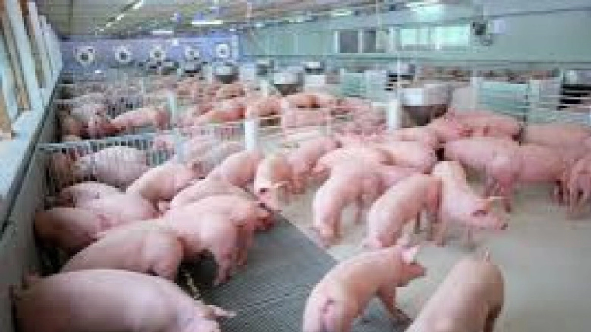 สหรัฐฯทวงไทยนำเข้าเนื้อหมู