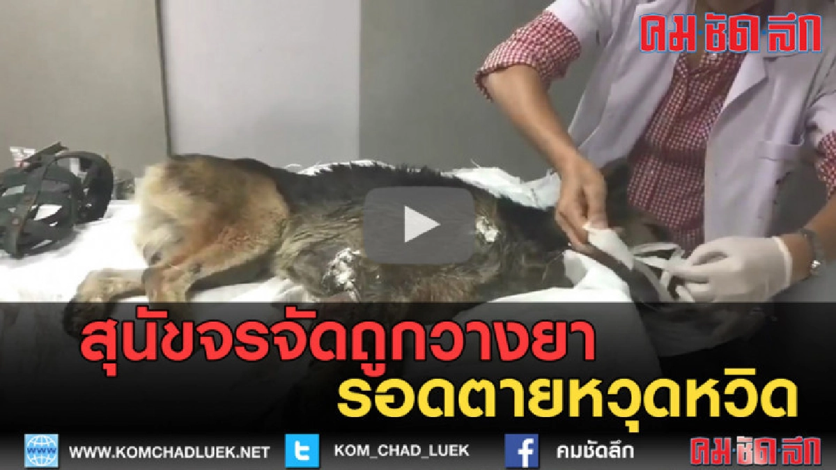 (คลิปข่าว) สุนัขจรจัดถูกวางยา (คลิปข่าว) สุนัขจรจัดถูกวางยา
