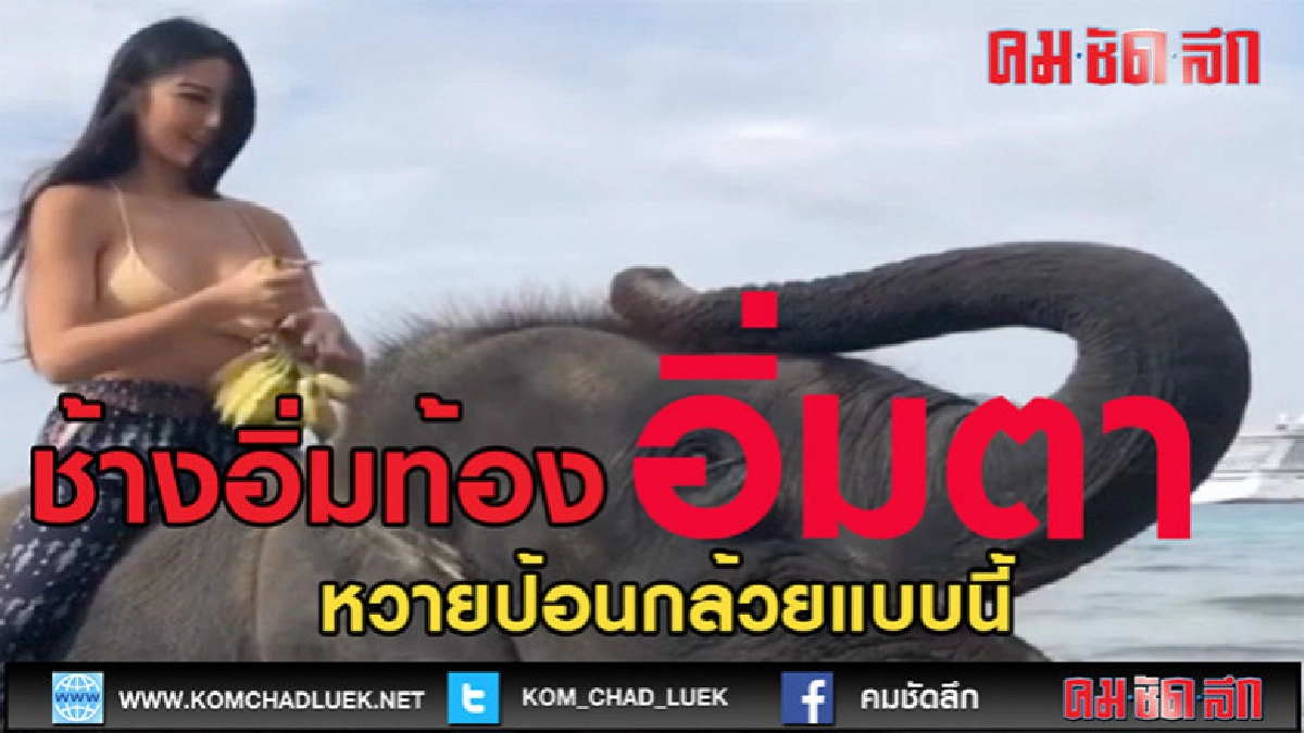 (คลิป)ช้างอิ่มตาอิ่มท้อง (คลิป)ช้างอิ่มตาอิ่มท้อง